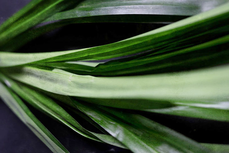 Using fresh pandan leaves adds a lovely fragrance