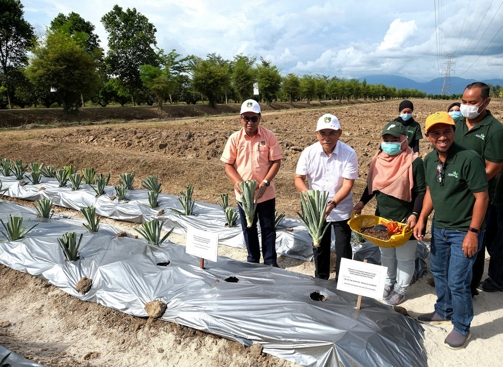 Agriculture and Food Industry Minister Datuk Seri Ronald Kiandee (2nd left) planting a MD2 pineapple variety in conjunction with his working visit to agro-tourism project at the Perak Agrotourism Resort Sungai Galah June 22, 2020. u00e2u20acu201d Bernama pic 