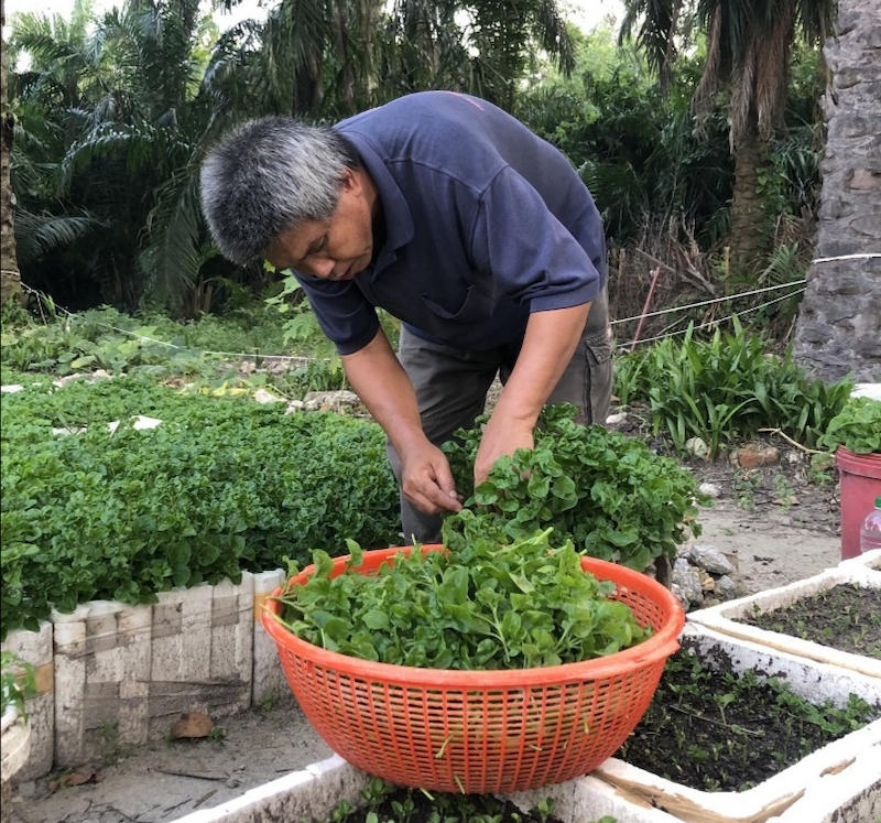 Yusof tending to his Brazilian spinach in front of his home in Chemor. u00e2u20acu201d Photo via Twitter/ @ShazrielYusoff
