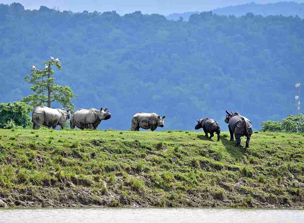 One-horned rhinos move to higher grounds in the flood-affected area of Kaziranga National Park in Nagaon district, in the northeastern state of Assam, India July 16, 2020. u00e2u20acu201d Reuters pic