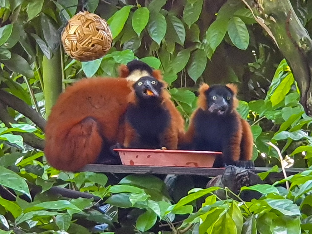 Red Ruffed lemur twins, born in February, are seen in a carrier at the Singapore Zoo, in Singapore June 17, 2020. u00e2u20acu201d Picture by Wildlife Reserves Singapore/Handout via Reuters