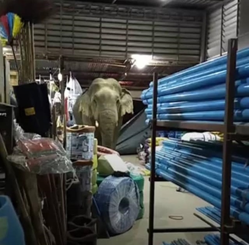 The bull elephant gave in to temptation and tore down a metal shutter at a food supply store in Kaeng Krachan National Park, Phetchaburi. u00e2u20acu201d Picture from Facebook/Siriphon Kerdsuchon