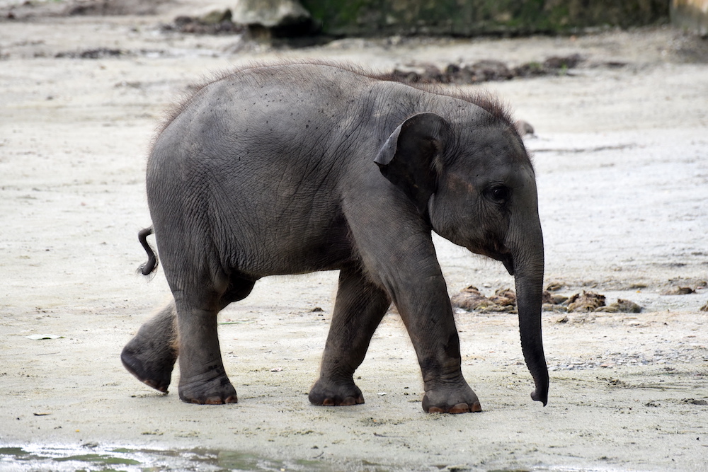 Taiping Zoo and Night Safari announced that Laroot was delivered by its mother Taiping on Dec 30, 2018. u00e2u20acu201d Zoo Taiping pic