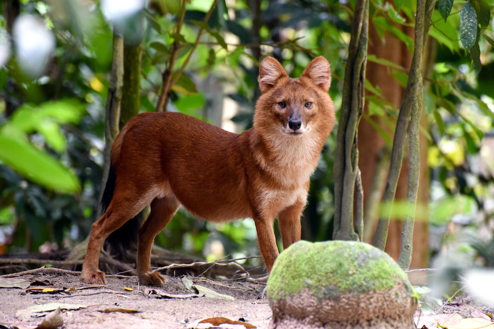 Taiping Zoo and Night Safari announced the birth of four red dhole pups recently. — Zoo Taiping pic