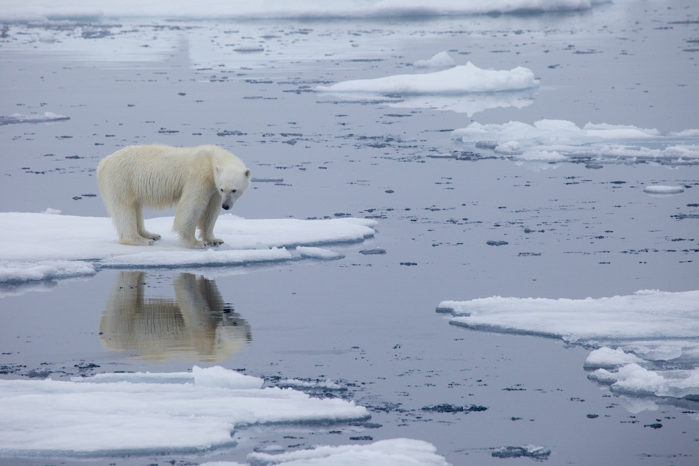 A handout photo made available on July 17, 2020 by Polar Bears International shows a polar bear standing on melting sea ice in Svalbard, Norway, in 2013. u00e2u20acu201d AFP pic