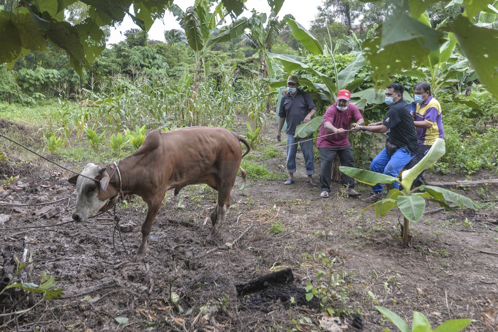 Malaysian Muslims get a cow ready for slaughter during Hari Raya Aidiladha celebrations in Putrajaya August 31, 2020. u00e2u20acu201d Picture by Shafwan Zaidon