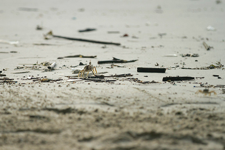 Malaysian beaches teem with animal life, if you can spot them.