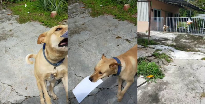 Dutiful doggo u00e2u20acu2022 the pooch insists on retrieving the mail. u00e2u20acu2022 Screenshot via Facebook/ Munir Mohd