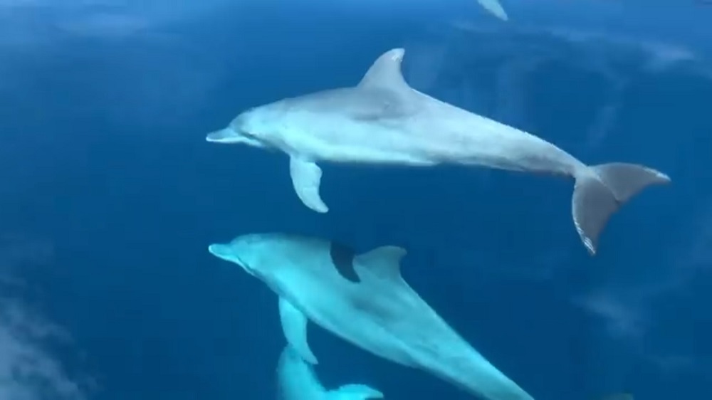Around 20 dolphins were spotted in the waters of the popular holiday island last week.  u00e2u20acu201d  Screengrab from Facebook/Juara Mutiara Resort