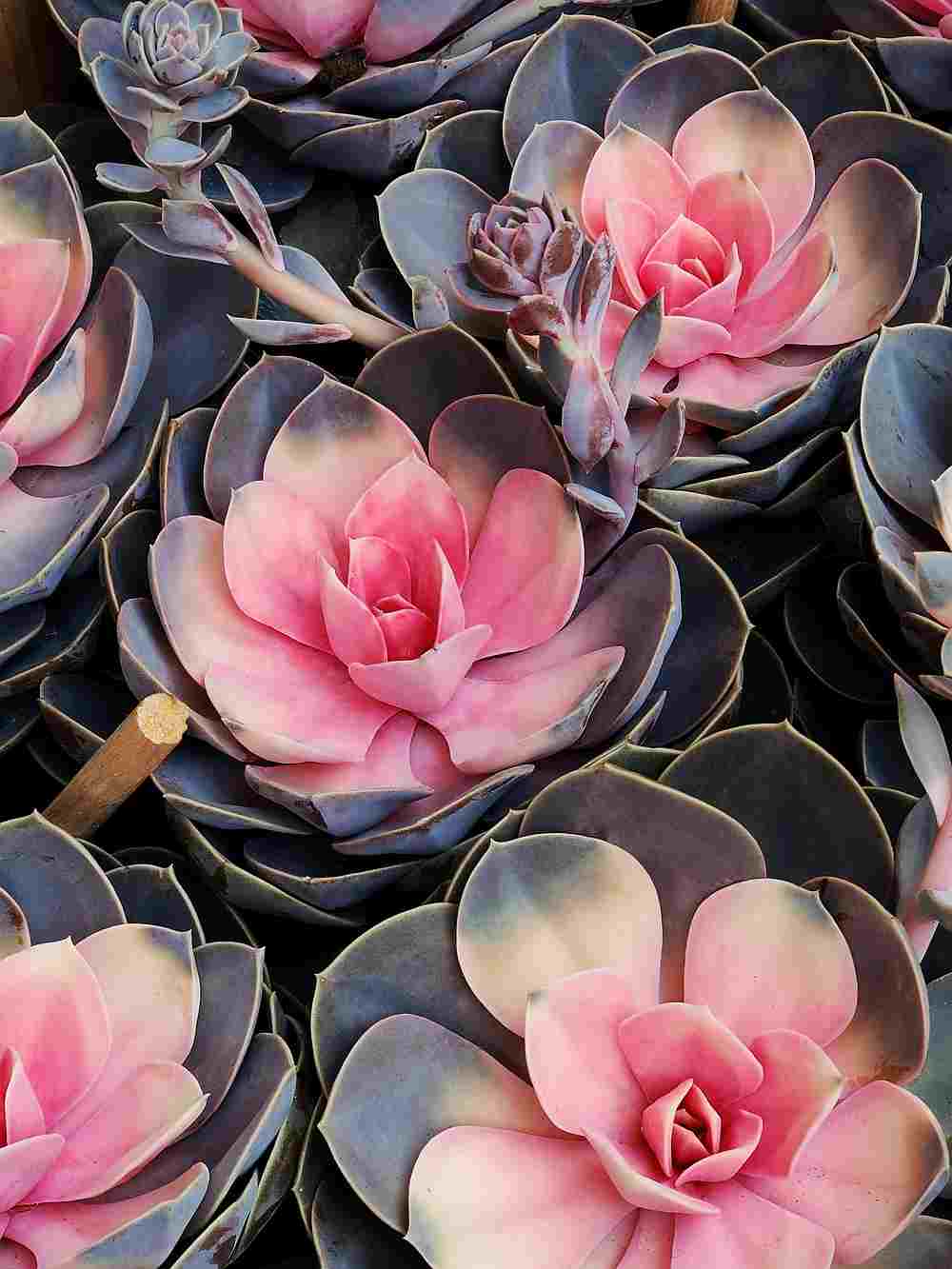 Echeveria is the favourite houseplant of indoor gardeners on Instagram. u00e2u20acu201d Image Courtesy of Budget Direct via AFP