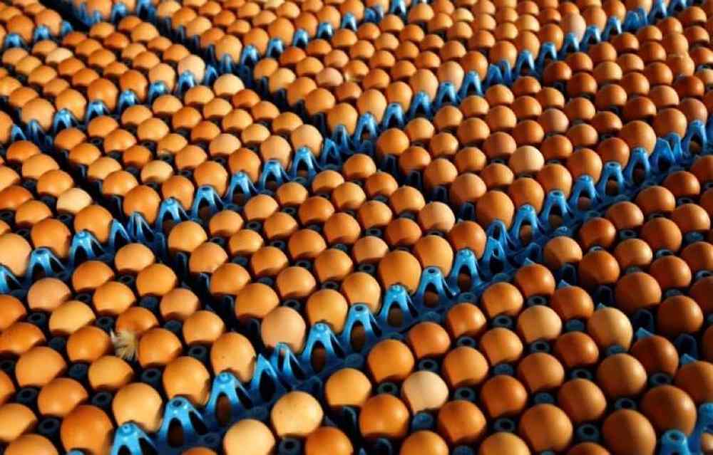 The Singapore Food Agency says four egg importers u00e2u20acu0153made limited effort and progressu00e2u20acu009d in fulfilling their business continuity plans that are part of licensing requirements. u00e2u20acu201d TODAY pic