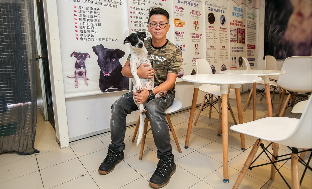 Mutts and Mittens president Chong Choon Kit said the centre was to ensure more strays get adopted rather than putting them back into the streets. u00e2u20acu2022 Picture by Farhan Najib