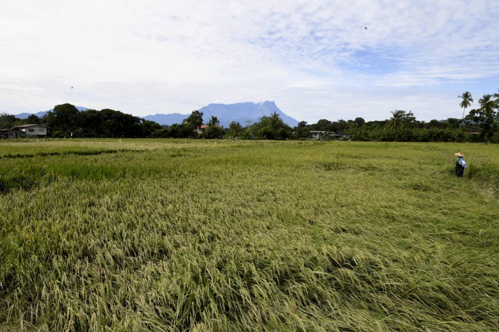 Salmah said that almost half of paddy fields in Kota Belud which were about to be harvested, were covered in mud and at risk of being damaged by the floods. u00e2u20acu201d Bernama pic 
