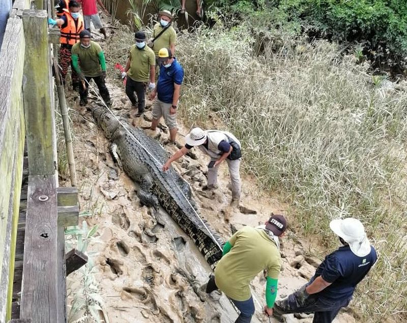 The 4.5-metre long crocodile is believed to have killed the boy last Sunday. u00e2u20acu201d Picture courtesy of the state Fire and Rescue Department