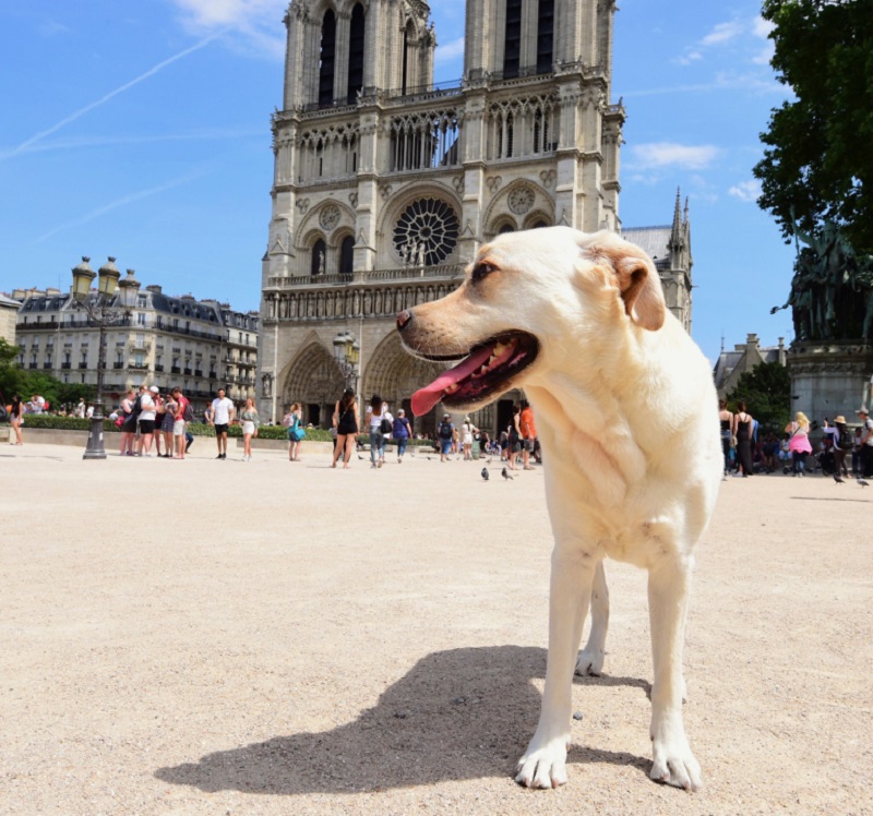 Scientists were able to devise a more complex formula that better matches the canine-human life stages u00e2u20acu2022 but you'll need a scientific calculator to figure it out. u00e2u20acu2022 IStock.com/AFP pic