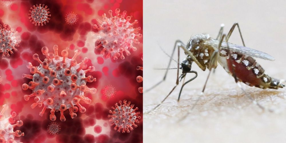 Dr Lee has offered advice to quell confusion over the differences and similarities between Covid-19 and dengue. u00e2u20acu201d Pictures via Pixabay and Reutersnn