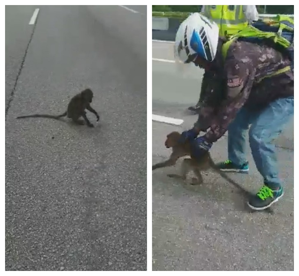 The motorcyclist who carried the monkey to the other side of the road was escorted by policeman Corporal Azizi Adnan. u00e2u20acu2022 Screengrab via Facebook/InfoRoadblockJPJ/POLIS