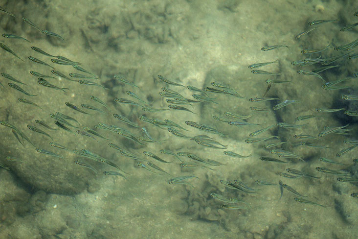 A school of tiny fish wind around rocks in shallow waters.