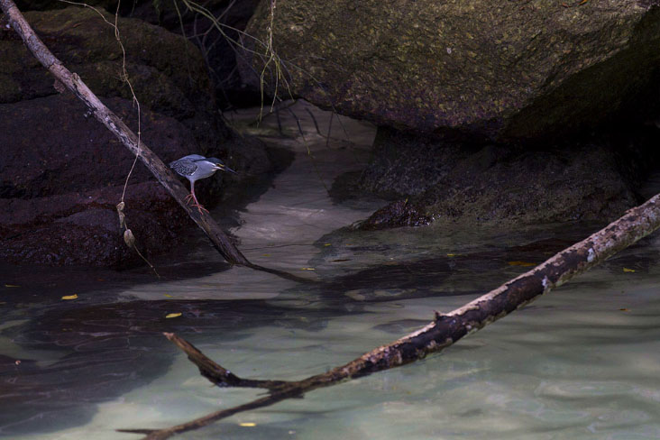 Fishing is a waiting game... even for the birds.