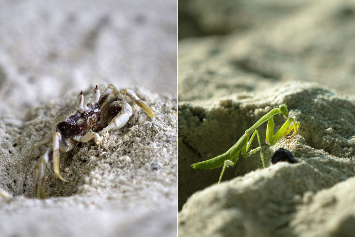 The sandy beach is full of surprises, from crabs to even praying mantises!