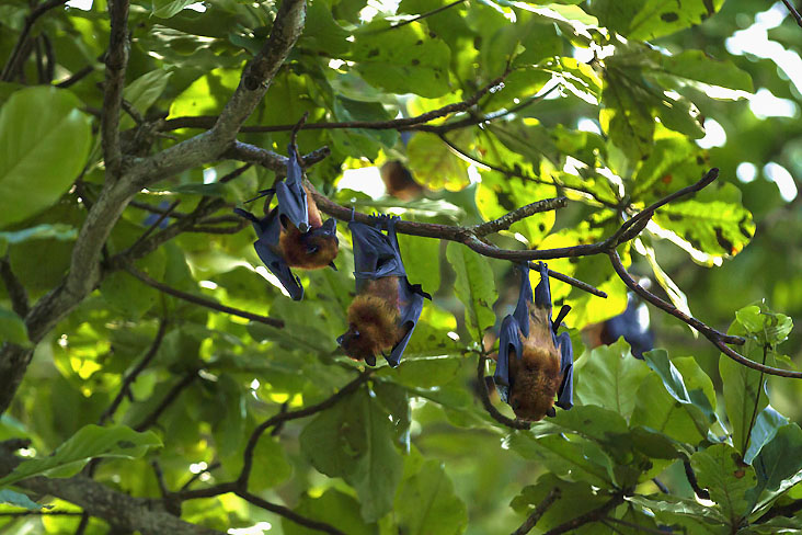 Fruit bats hanging from tree branches.