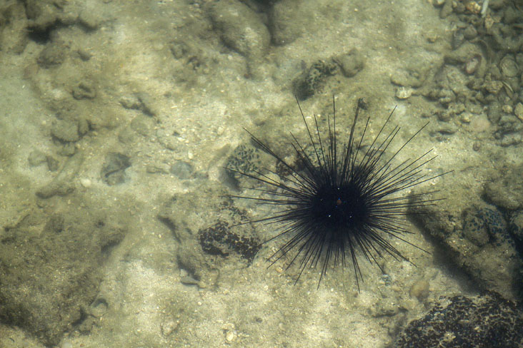 The spiky silhouette of a sea urchin.