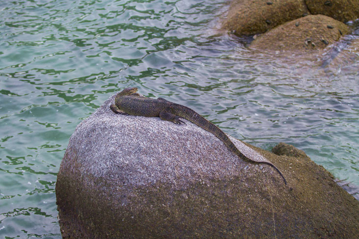 Monitor lizard basking on a rock.