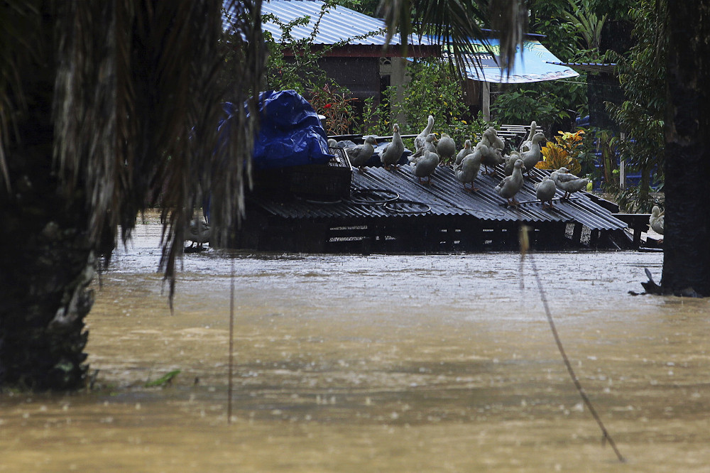 A flock of ducks is seen taking refuge on a roof-top of a barn in Kampung Sega Hilir, Rantau July 13, 2020. u00e2u20acu201d Bernama pic