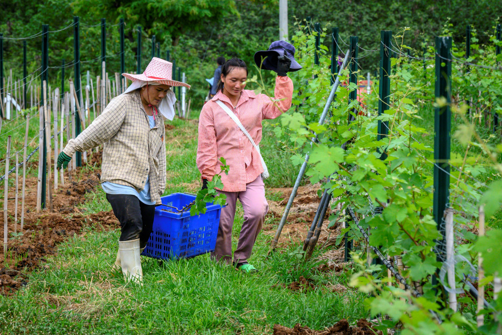 Employees planting new vines at GranMonte Vineyard and Winery in Nakhon Ratchasima. — AFP pic 