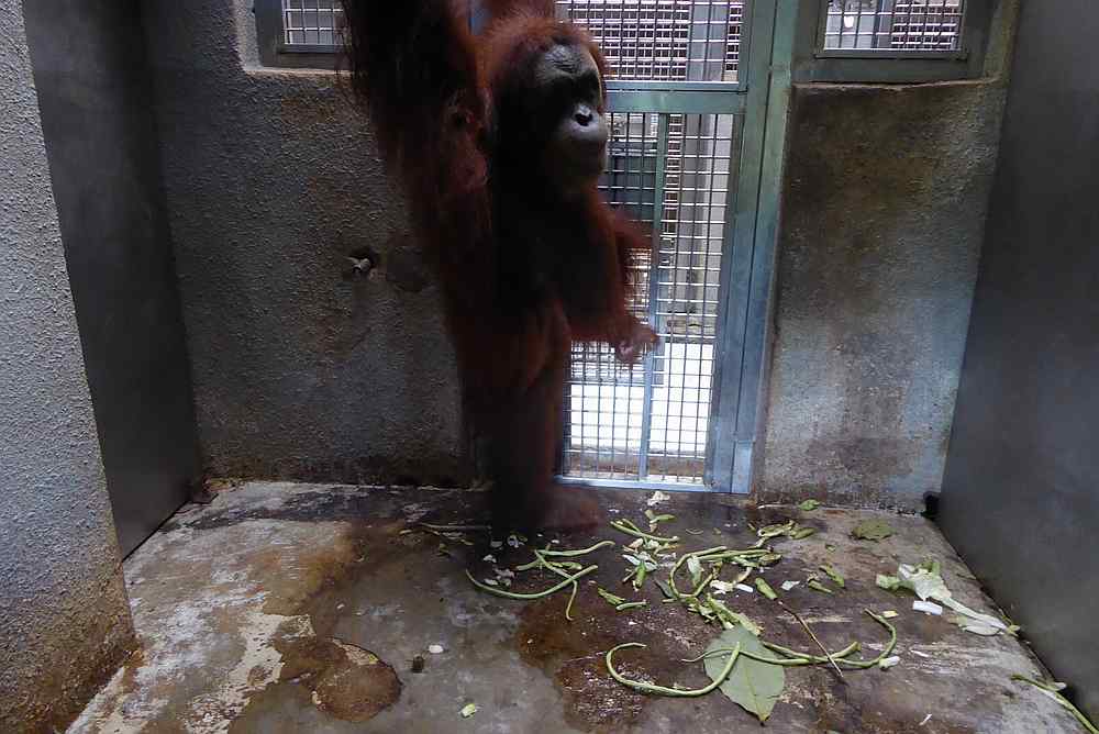 The zoo’s vet director says primates have to be kept in the night dens to prevent the animals from fighting each other. — Picture courtesy of Friends of the Orangutans