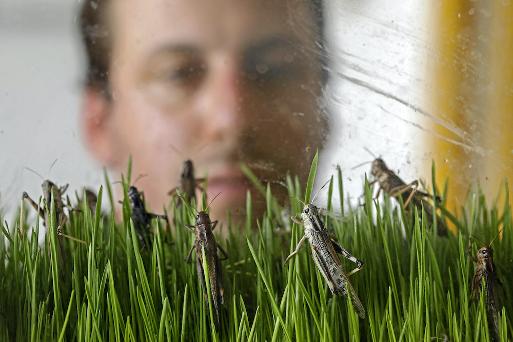 A worker at the Hargol grasshoppers breeding farm watches grasshoppers at the farm in the Kidmat Tzvi settlement in the Israeli-annexed Golan Heights on July 12, 2020. u00e2u20acu201d AFP pic