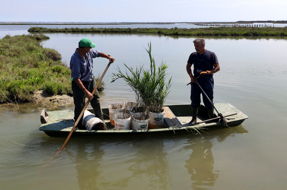 Carlo Marchesi (left), owner of a valliculture company, and his employee Adriano Croitoru transplant reeds in the Venetian lagoon, as part of a project that aims to restore its environment by increasing fresh water input, July 22, 2020. u00e2u20acu201d AFP pic