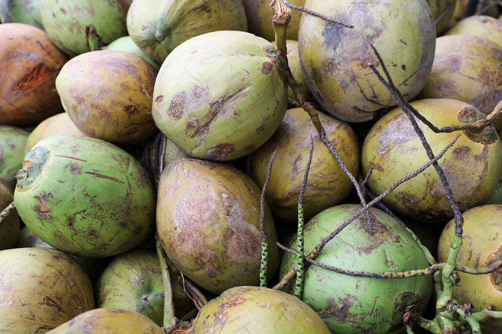 Coconuts are pictured at a coconut plantation in Sungai Besar August 14, 2020. u00e2u20acu201d Reuters pic 