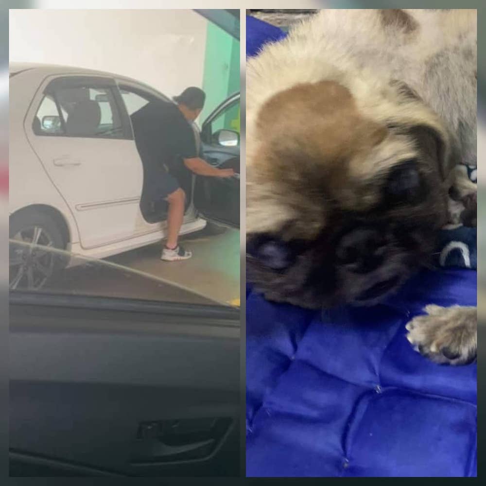 Animal rescuer Mandy Yeap was surprised she was given RM50 by a man of different race on Monday. The man said it was to help the dog.u00e2u20acu201d Picture via Facebook