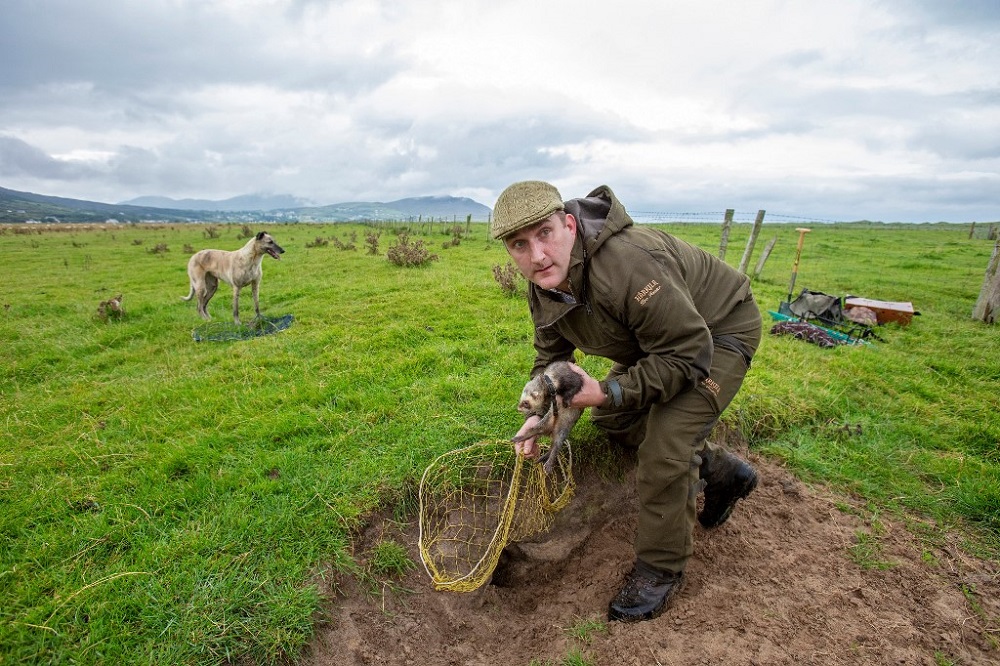 Professional rabbit catcher Steven McGonigal, with his dog Fudge, sets a net as he hunts for rabbits in County Donegal, northwest Ireland August 18, 2020. u00e2u20acu201d AFP pic