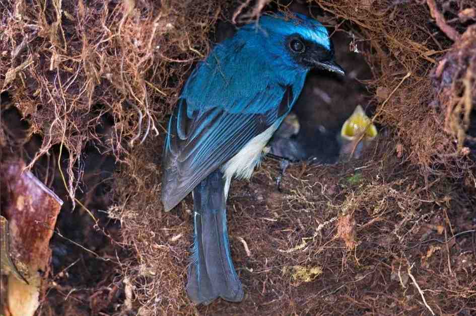 The Indigo Flycatcher in Malaysia. u00e2u20acu201d AFP pic