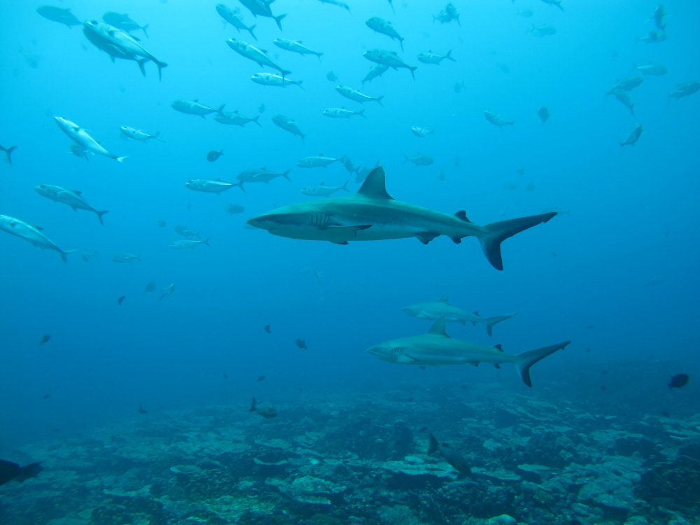 Grey reef sharks, the subject of a study on social behaviour among sharks, are seen in the Pacific Ocean around the Palmyra Atoll, about 1,600km south-west of Hawaii in this undated photo released August 12, 2020. u00e2u20acu201d Yannis Papastamatiou handout pic via 