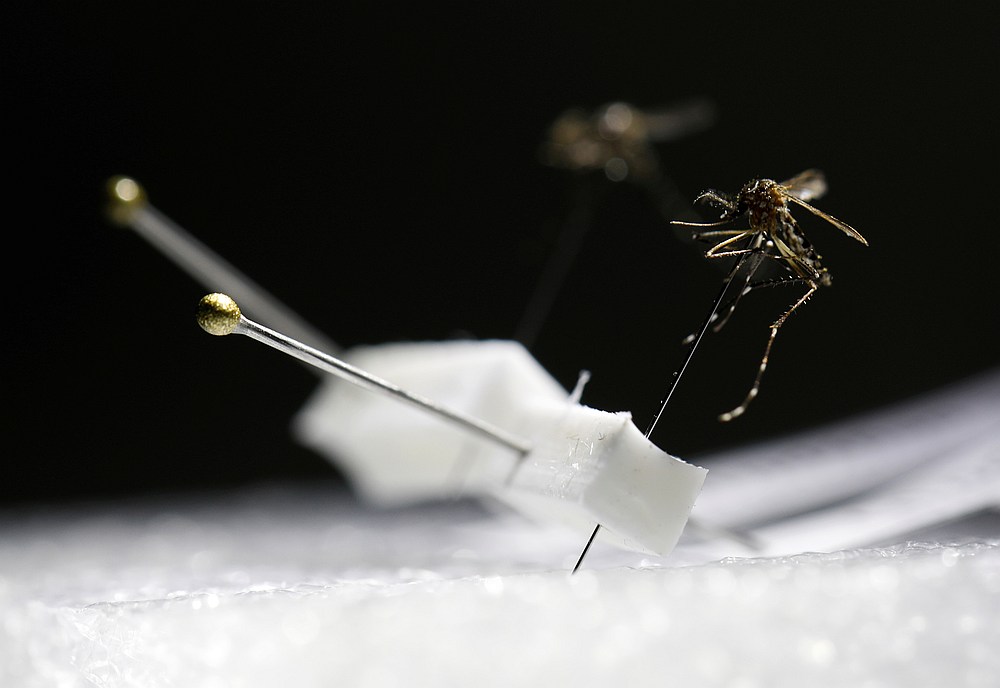 Aedes aegypti mosquitos are displayed under a microscope at the National Environmental Agency's mosquito production facility in Singapore August 19, 2020. u00e2u20acu201d Reuters pic