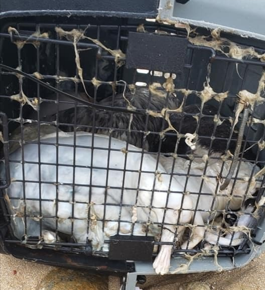 Hong Kong animal welfare groups have raised concerns  that dogs have become part of smuggling operations to China. u00e2u20acu2022 Picture via Facebook/ Sheila McClelland