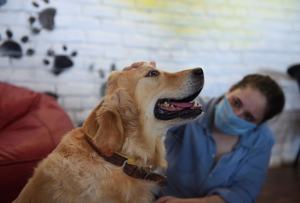 A visitor pets therapy dog Angel at the Fur Ball Story dog cafe in Gurgaon, northern state of Haryana. u00e2u20acu201d AFP pic