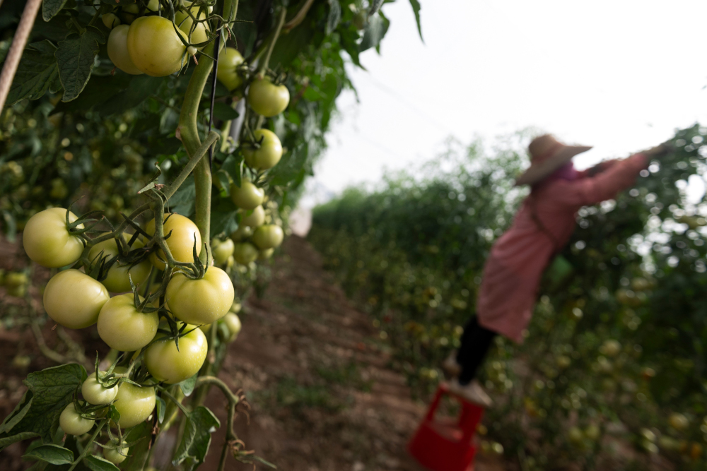An employee removes dying leaves at the tomato greenhouses of the gazpacho-making AMC INNOVA factory in Mazarron near Murcia August 18, 2020. — AFP pic