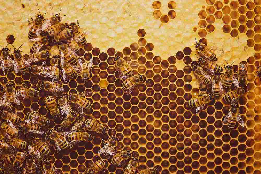 Honeybees have strategies for dealing with infection in their colonies. u00e2u20acu201d knape / IStock.com pic via AFP