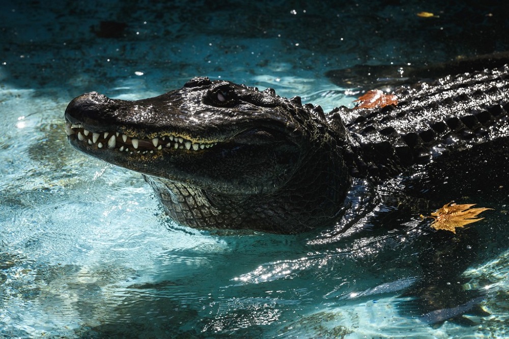 Muja World's oldest captive alligator marks 83 years in Belgrade zoo | Malay ...