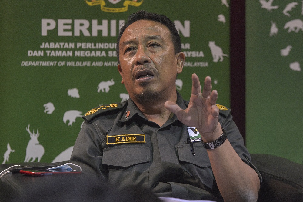Perhilitan director-general Datuk Abdul Kadir Abu Hashim speaks to reporters during the Op Bersepadu Khazanah press conference in Selangor August 19, 2020. u00e2u20acu2022 Picture by Shafwan Zaidon