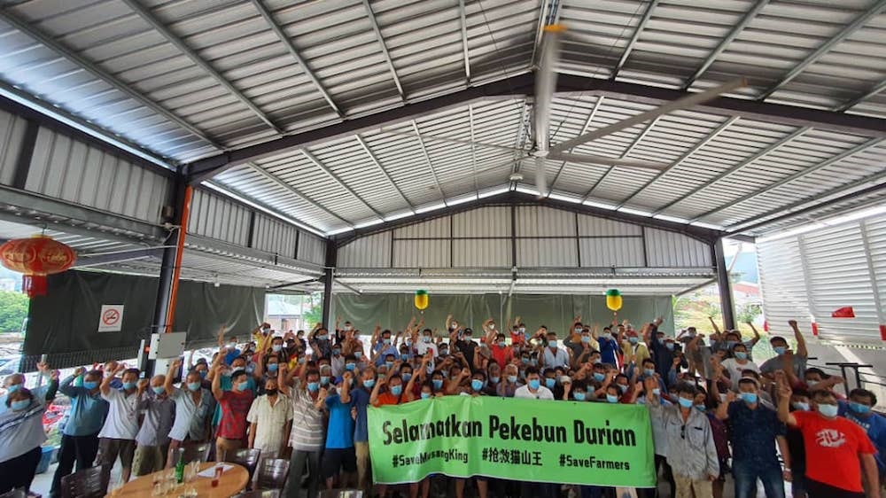 Musang King durian farmers alleged they are being pressed into signing an exploitative contract that would require them to pay u00e2u20acu02dcrentu00e2u20acu2122 of RM6,000 per acre for this year. u00e2u20acu2022 Picture courtesy of Save Musang King Alliance (Samka)