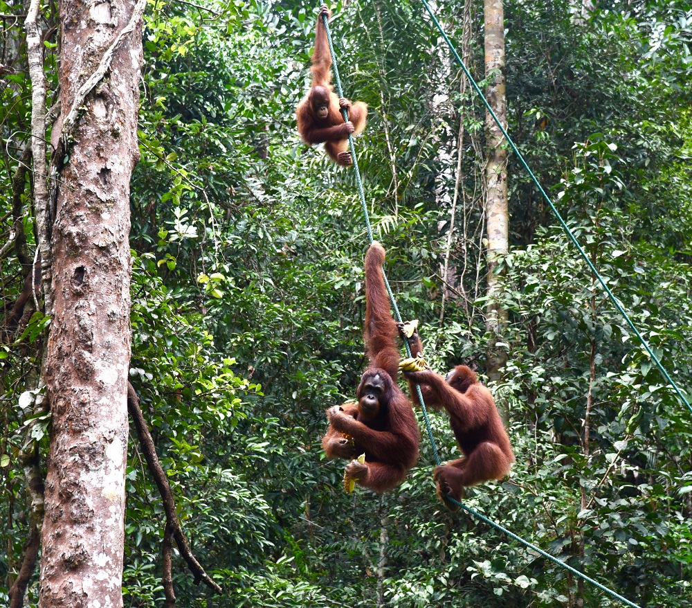 Some of the semi-wild orangutans at the Semenggoh Wildlife Centre, August 19, 2020. u00e2u20acu2022 Picture courtesy of the State Information Department