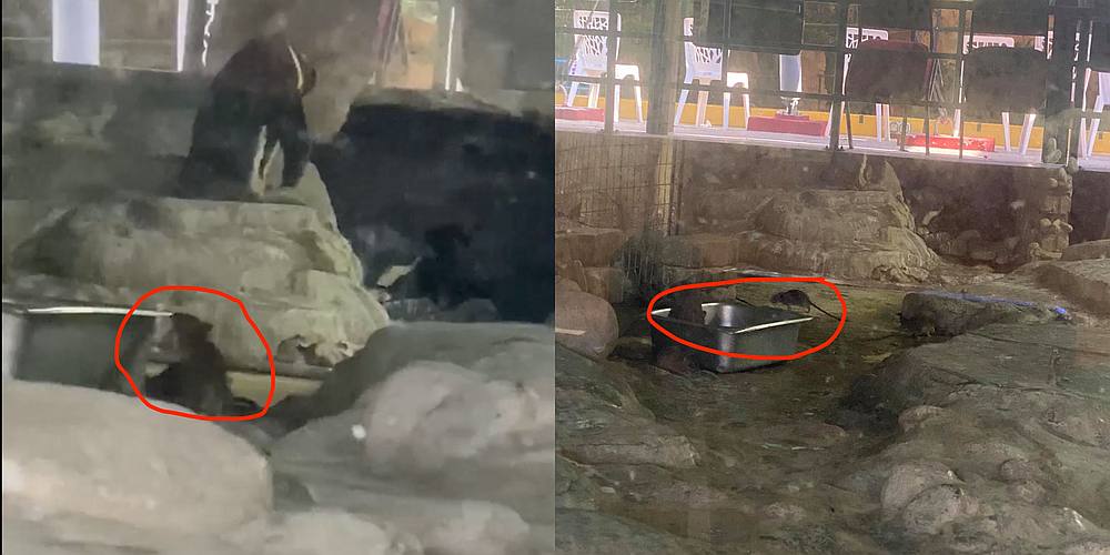 The zoou00e2u20acu2122s deputy president says these incidents happen u00e2u20acu02dcoff and onu00e2u20acu2122 and the rat problem is u00e2u20acu02dcdifficult to control.u00e2u20acu2122 u00e2u20acu201d Pictures from Facebook/worldgrandmasterj