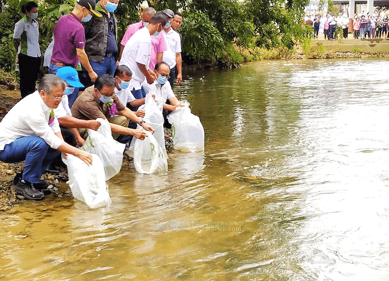 Abdul Karim (third left) and Kedup assemblyman Martin Ben (left) join other guests in releasing fish fry into the river. u00e2u20acu201d Borneo Post Online pic