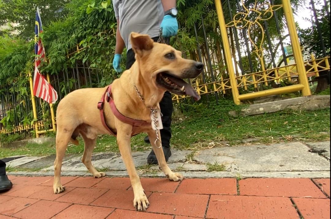 One of the dogs that was rescued from the empty house last year is now under the care of the Penang Veterinary Department. u00e2u20acu201d Picture courtesy of Penang veterinary department