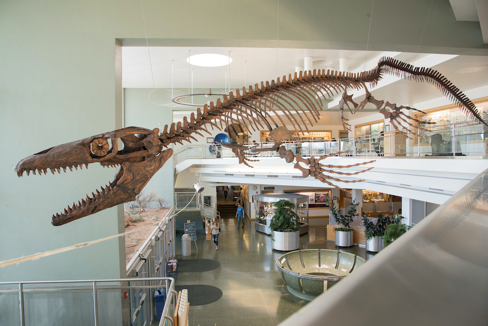 A cast of the mosasaur Gnathomortis stadtmaniu00e2u20acu2122s bones mounted at Brigham Young Universityu00e2u20acu2122s Eyring Science Center are seen in Provo, Utah, US in an undated photograph. u00e2u20acu201d BYU handout via Reuters